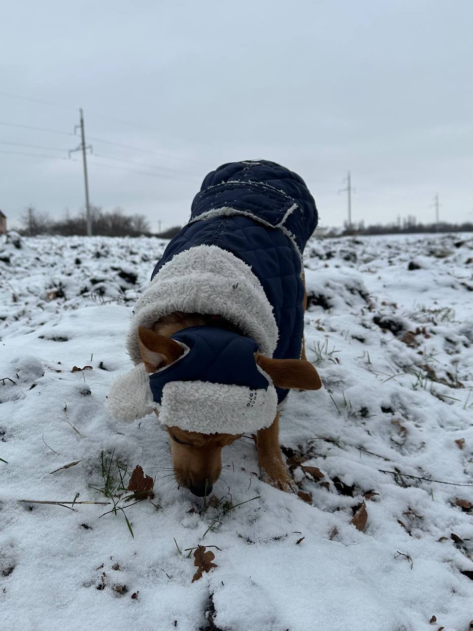 Жилет для собак DogsBomba на липучке, синий Жилет для собак DogsBomba на липучке, синий