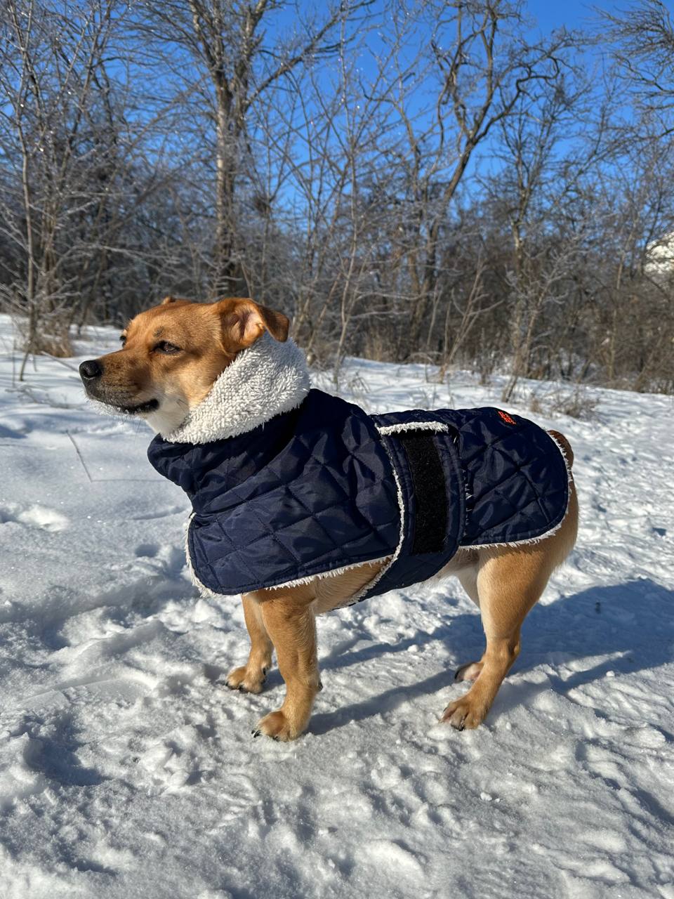 Жилет для собак DogsBomba на липучке, синий Жилет для собак DogsBomba на липучке, синий