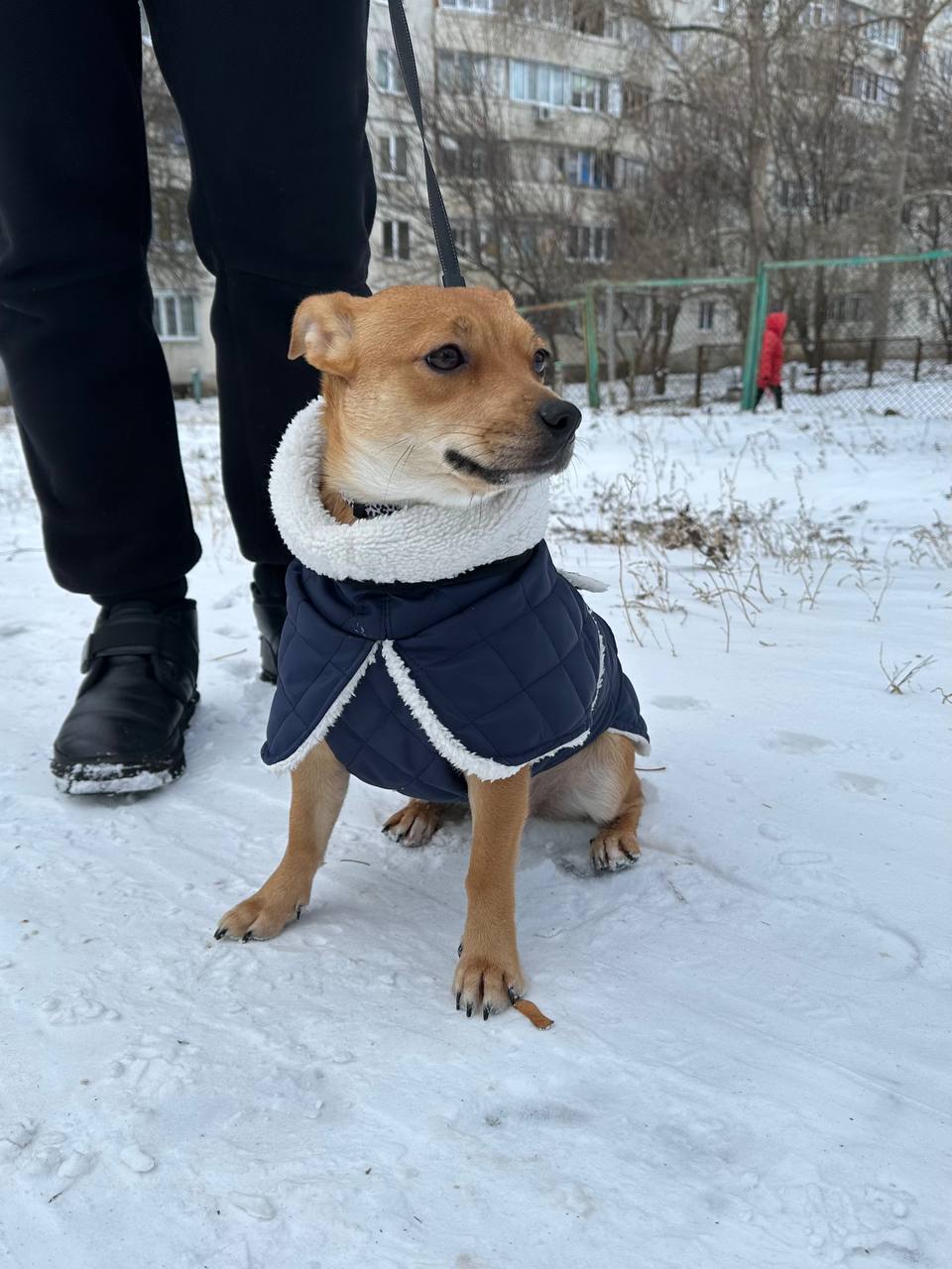 Жилет для собак DogsBomba на липучке, синий Жилет для собак DogsBomba на липучке, синий