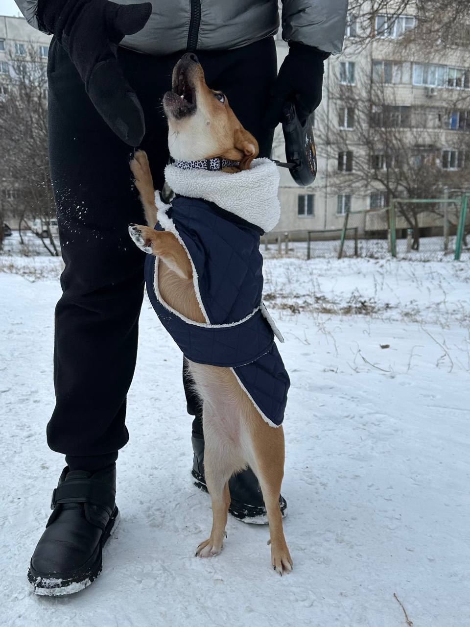 Жилет для собак DogsBomba на липучке, синий Жилет для собак DogsBomba на липучке, синий