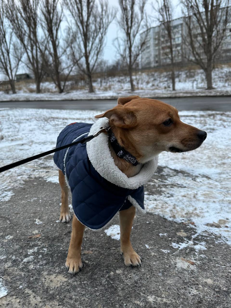 Жилет для собак DogsBomba на липучке, синий Жилет для собак DogsBomba на липучке, синий