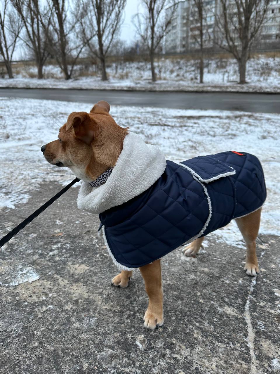 Жилет для собак DogsBomba на липучке, синий Жилет для собак DogsBomba на липучке, синий