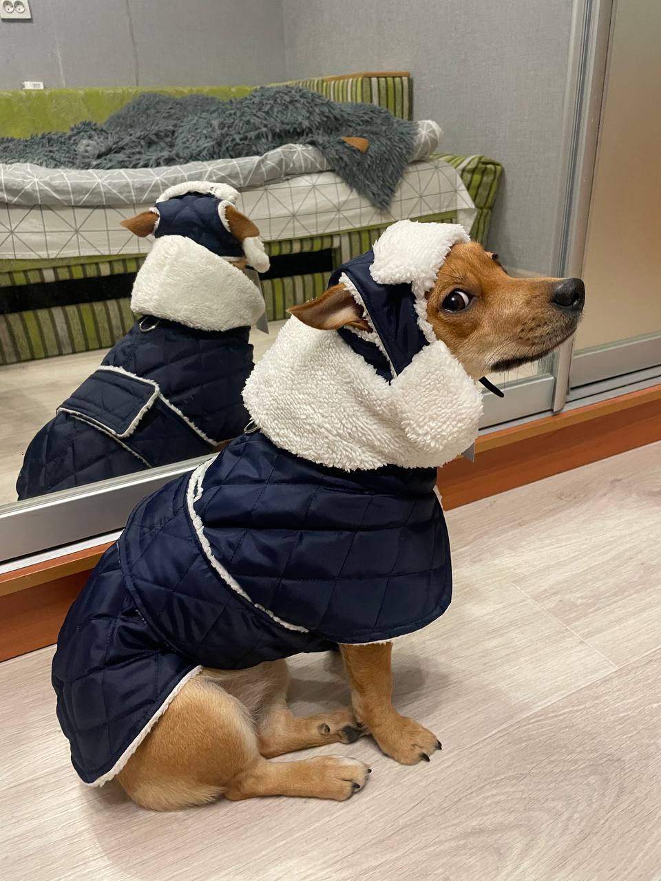 Жилет для собак DogsBomba на липучке, синий Жилет для собак DogsBomba на липучке, синий