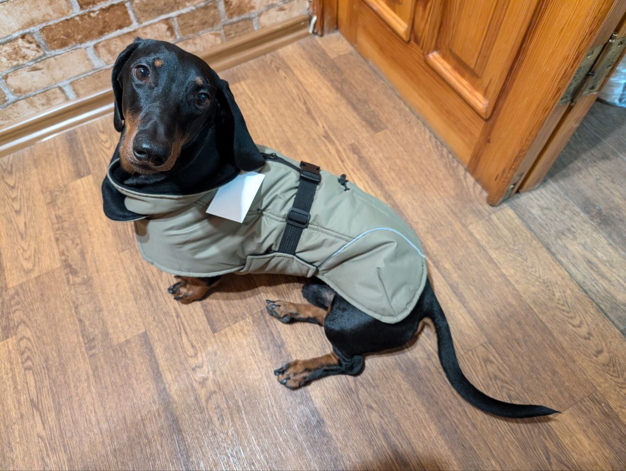 Жилет-попона для собак DogsBomba, хаки Жилет-попона для собак DogsBomba, хаки