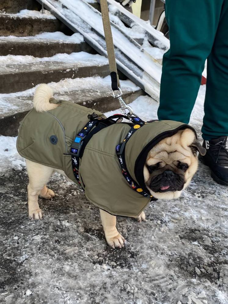 Жилет-попона для собак DogsBomba, хаки Жилет-попона для собак DogsBomba, хаки