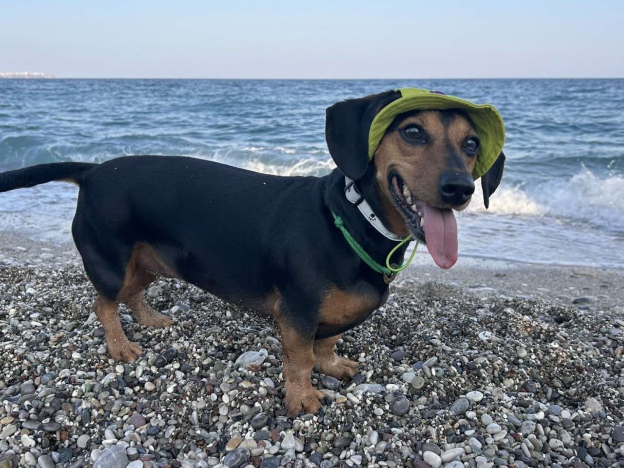 Панама для собак из коттона HatDog, лаймовая Панама для собак из коттона HatDog, лаймовая