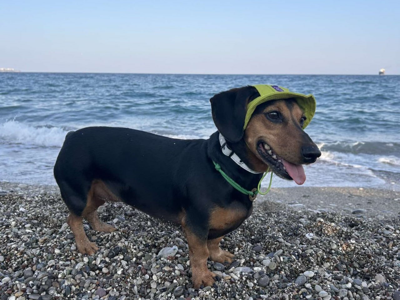 Панама для собак из коттона HatDog, лаймовая Панама для собак из коттона HatDog, лаймовая