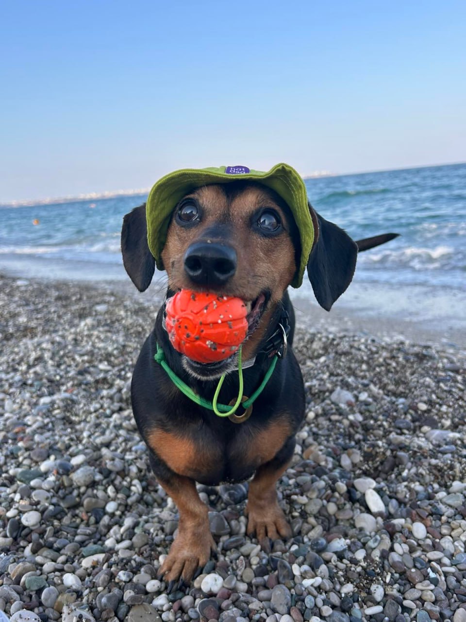 Панама для собак из коттона HatDog, лаймовая Панама для собак из коттона HatDog, лаймовая