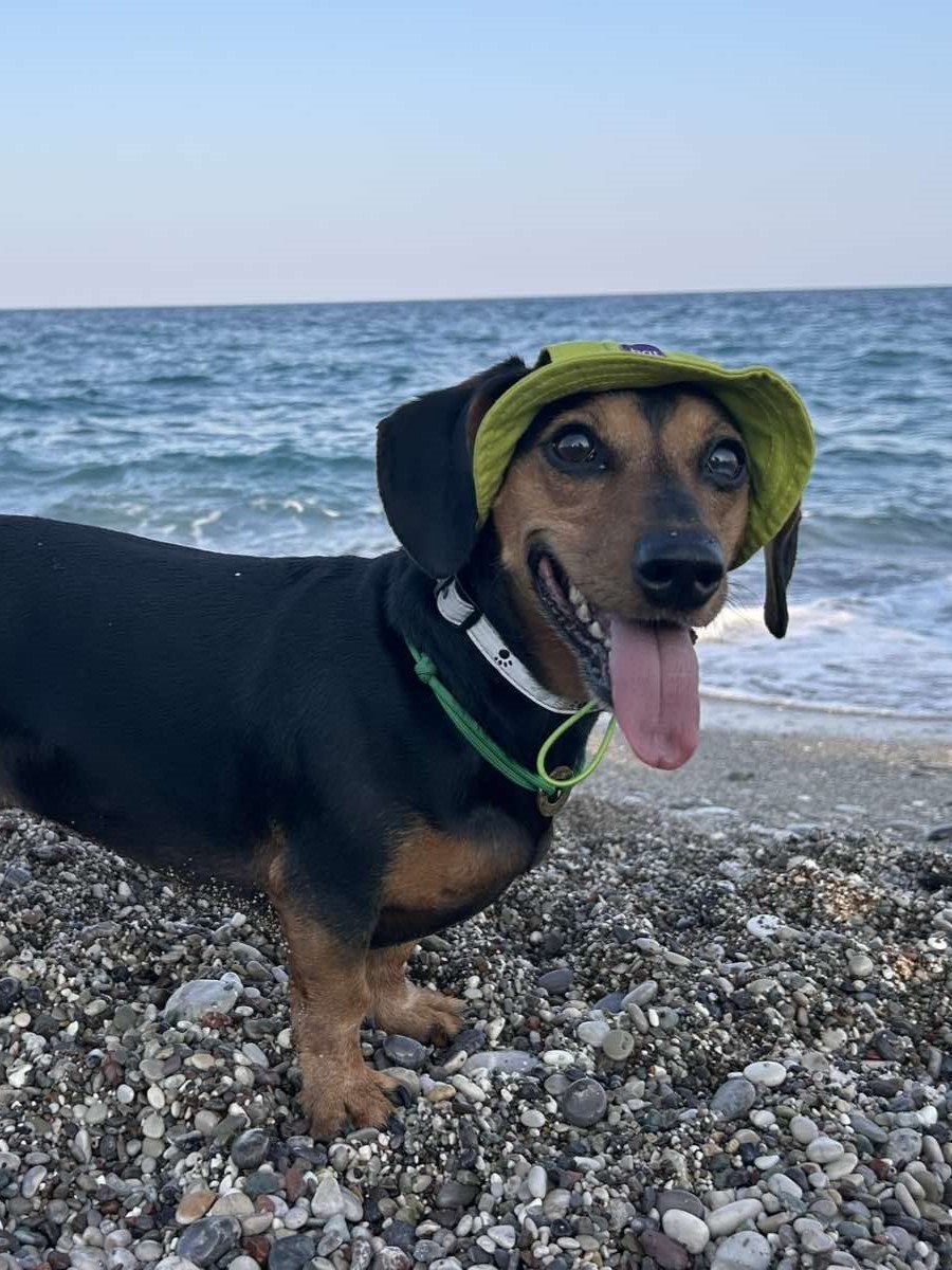 Панама для собак из коттона HatDog, лаймовая Панама для собак из коттона HatDog, лаймовая
