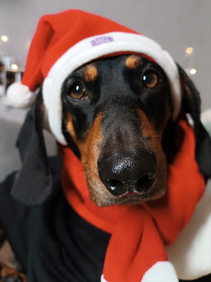 Новогодний набор (шапка Санты + шарф) для собак HatDog Новогодний набор (шапка Санты + шарф) для собак HatDog