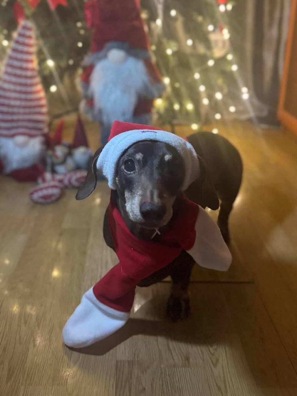 Новогодний набор (шапка Санты + шарф) для собак HatDog Новогодний набор (шапка Санты + шарф) для собак HatDog