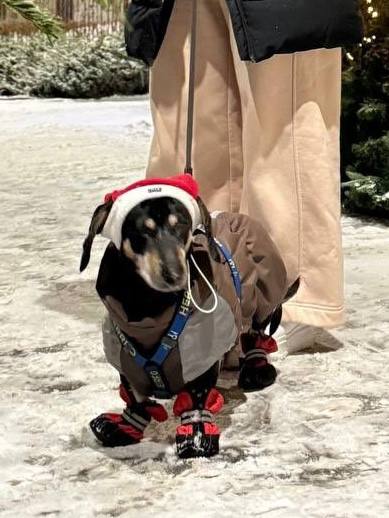 Новогодний набор (шапка Санты + шарф) для собак HatDog Новогодний набор (шапка Санты + шарф) для собак HatDog
