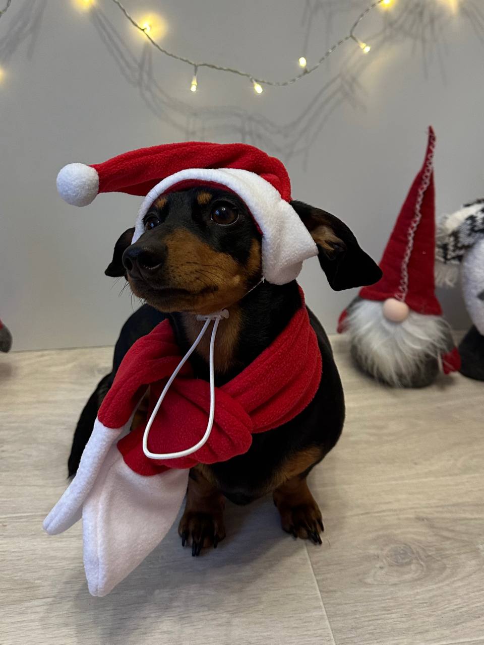 Новогодний набор (шапка Санты + шарф) для собак HatDog Новогодний набор (шапка Санты + шарф) для собак HatDog