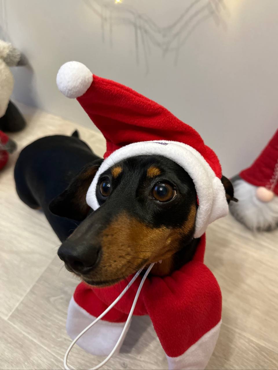 Новогодний набор (шапка Санты + шарф) для собак HatDog Новогодний набор (шапка Санты + шарф) для собак HatDog