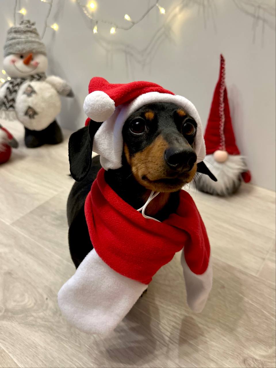 Новогодний набор (шапка Санты + шарф) для собак HatDog Новогодний набор (шапка Санты + шарф) для собак HatDog