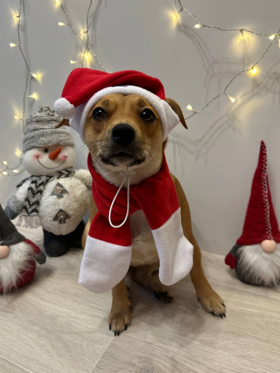 Новогодний набор (шапка Санты + шарф) для собак HatDog Новогодний набор (шапка Санты + шарф) для собак HatDog