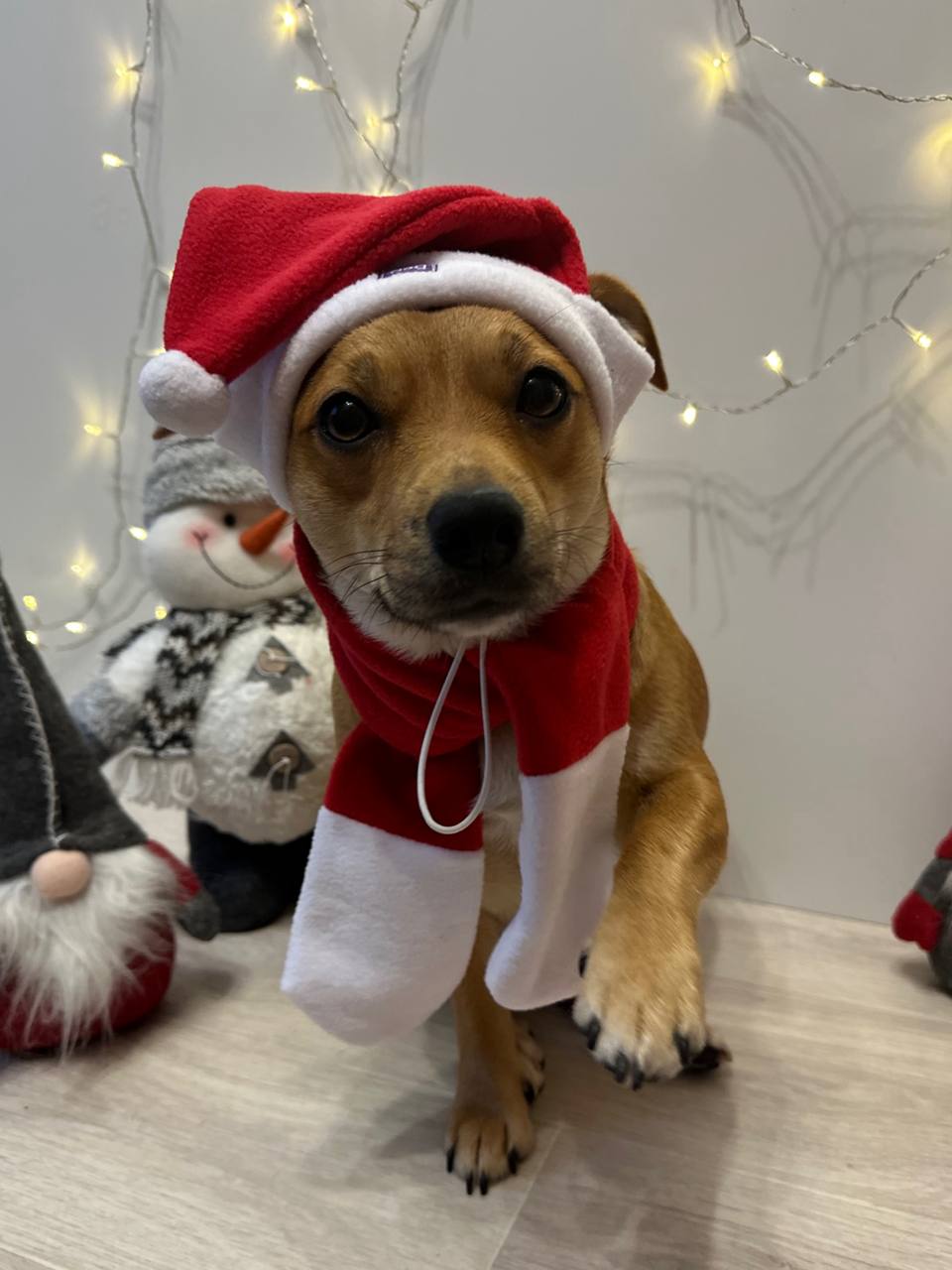 Новогодний набор (шапка Санты + шарф) для собак HatDog Новогодний набор (шапка Санты + шарф) для собак HatDog