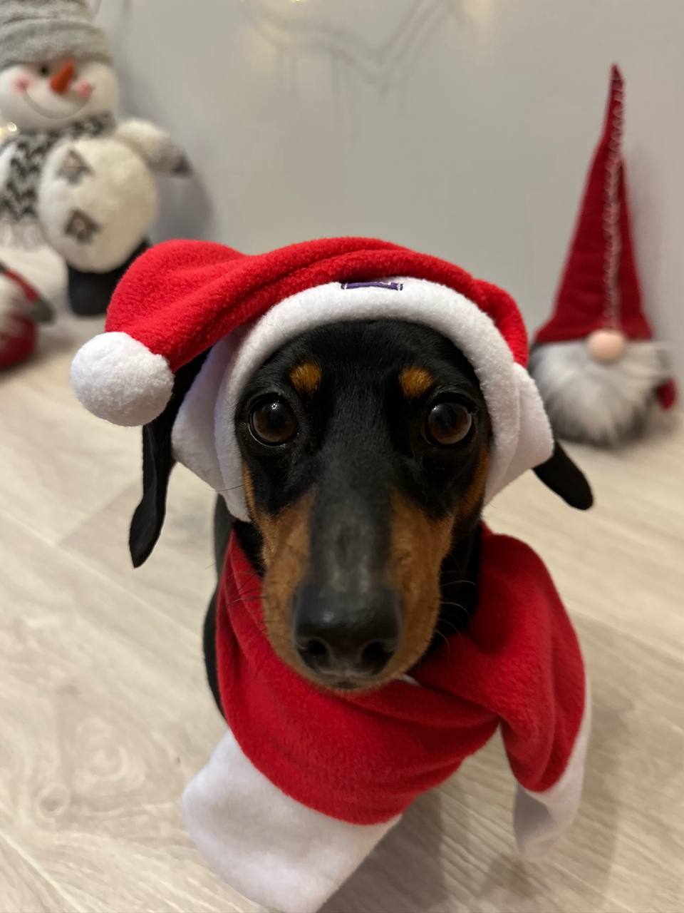 Новогодний набор (шапка Санты + шарф) для собак HatDog Новогодний набор (шапка Санты + шарф) для собак HatDog