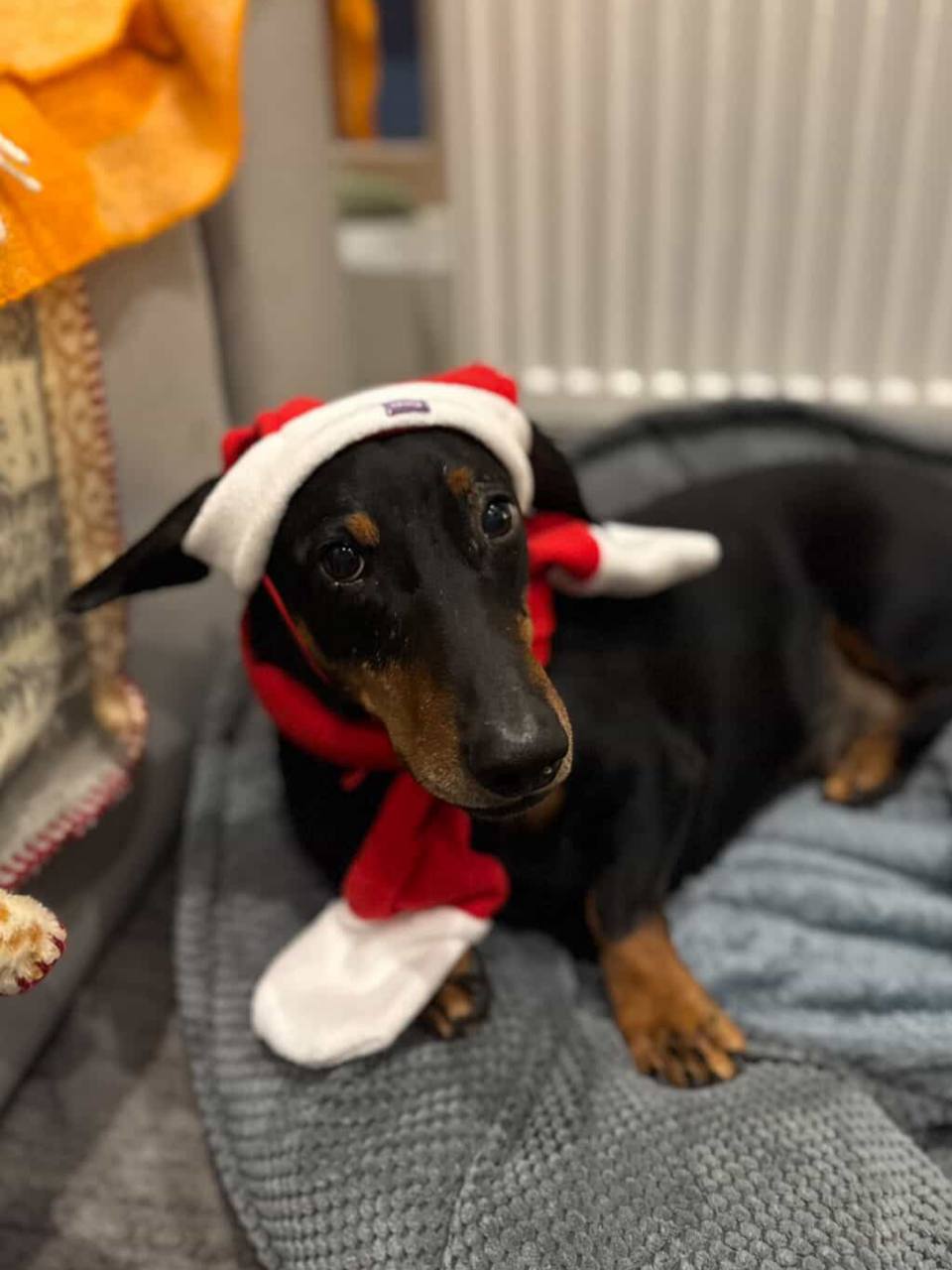 Новогодний набор (шапка Санты + шарф) для собак HatDog Новогодний набор (шапка Санты + шарф) для собак HatDog