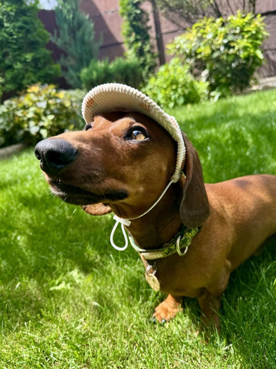 Кепка для собак из вельвета HatDog, Ананас Кепка для собак из вельвета HatDog, Ананас