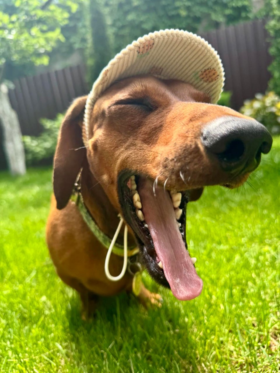 Кепка для собак из вельвета HatDog, Ананас Кепка для собак из вельвета HatDog, Ананас