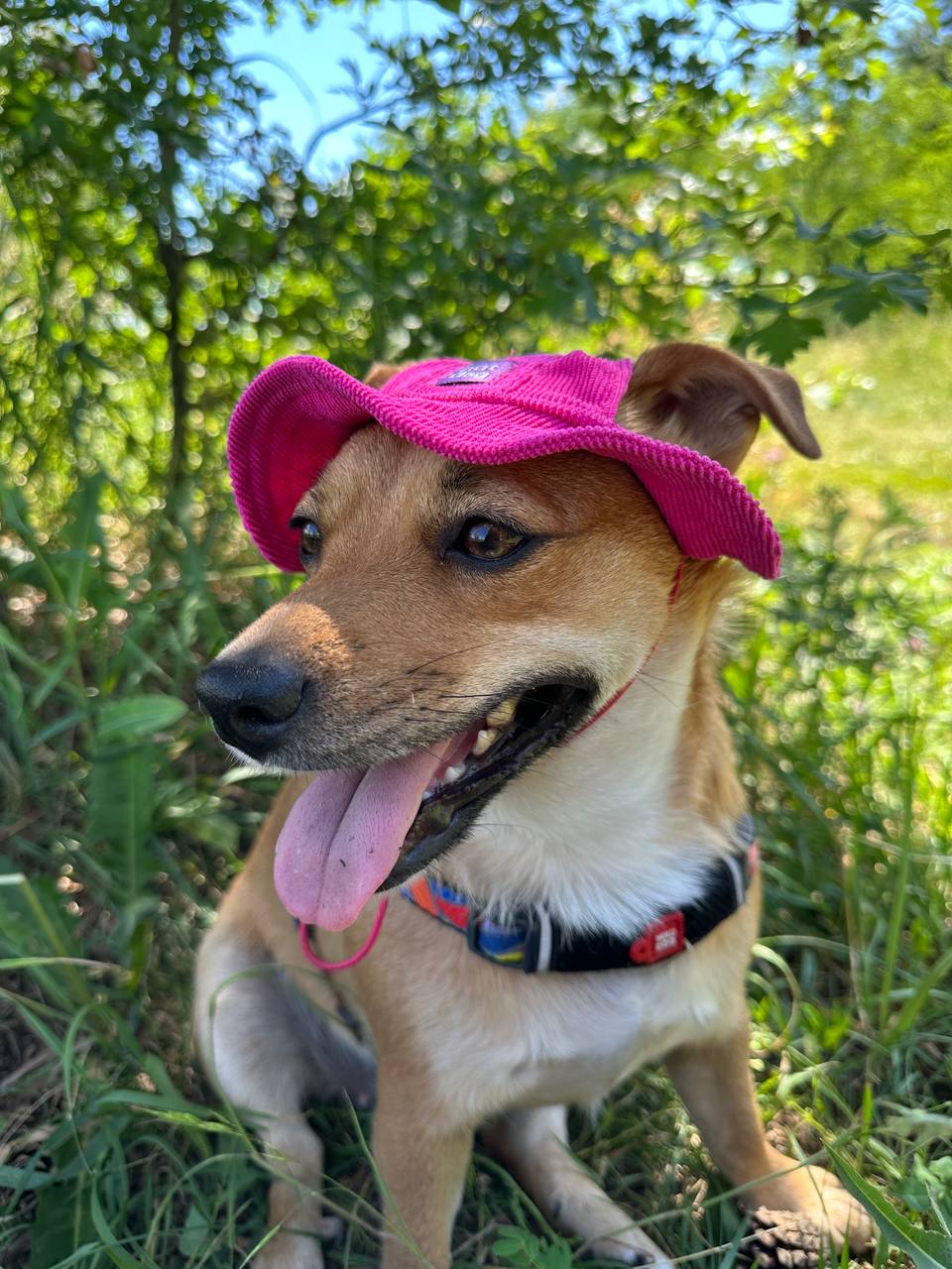 Панама для собак из вельвета HatDog, малиновая Панама для собак из вельвета HatDog, малиновая