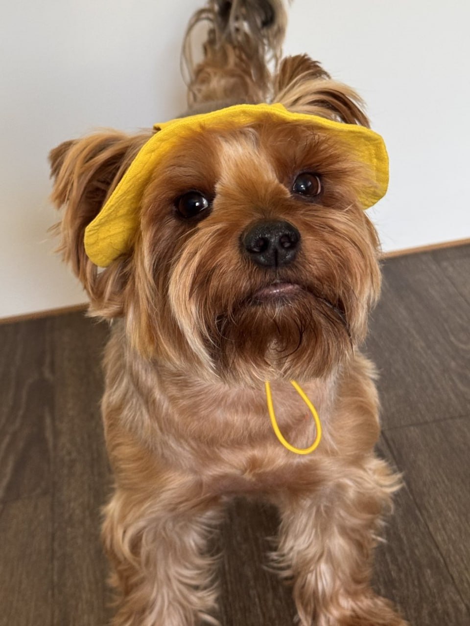 Панама для собак из льна HatDog, желтая Панама для собак из льна HatDog, желтая