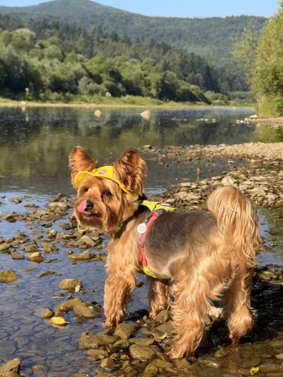 Панама для собак из льна HatDog, желтая Панама для собак из льна HatDog, желтая
