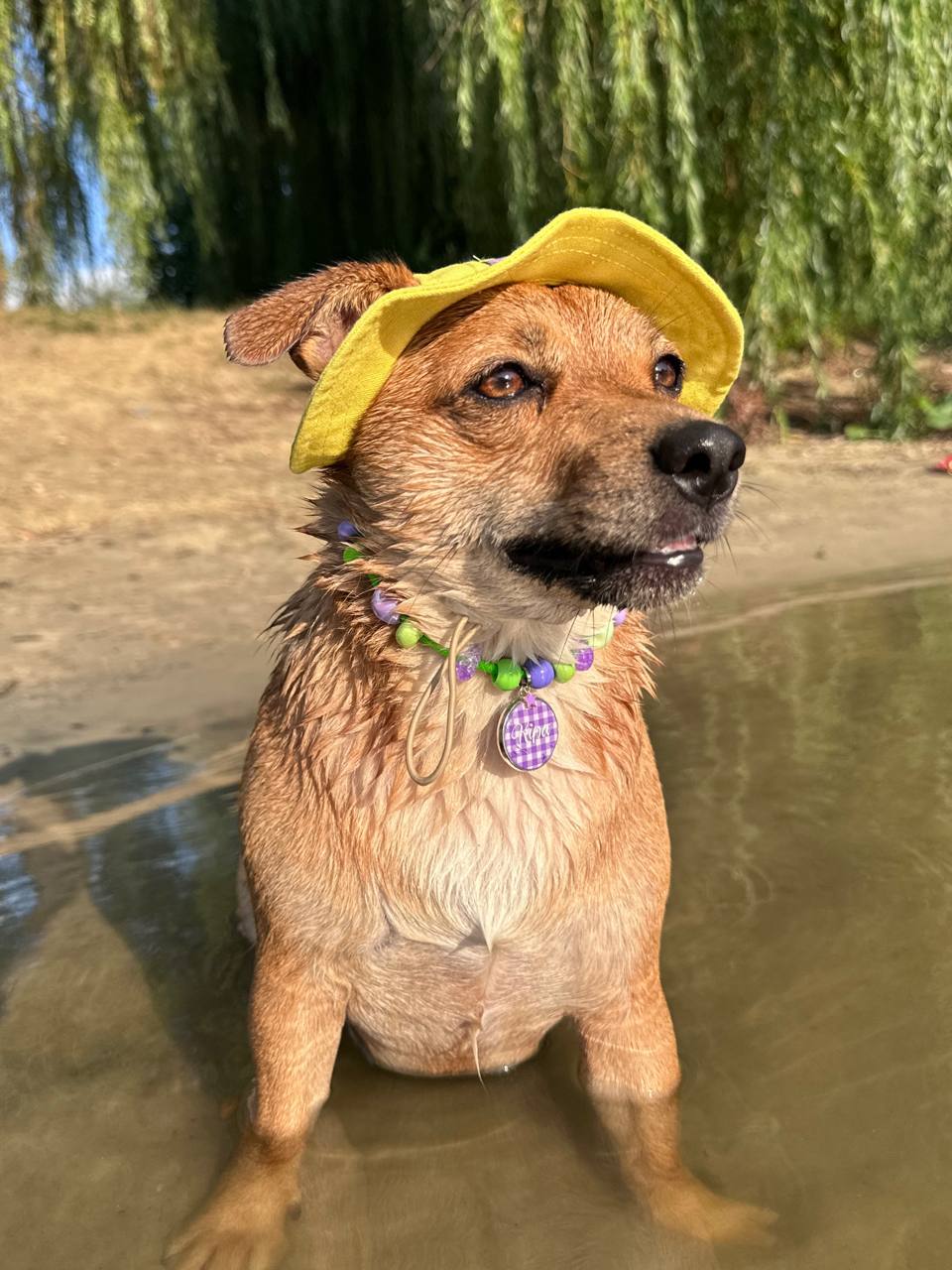 Панама для собак из льна HatDog, желтая Панама для собак из льна HatDog, желтая