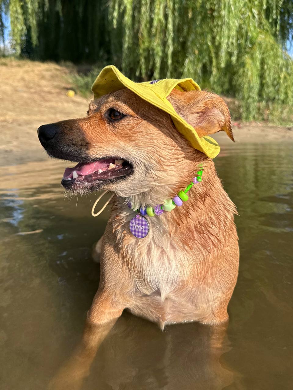Панама для собак из льна HatDog, желтая Панама для собак из льна HatDog, желтая