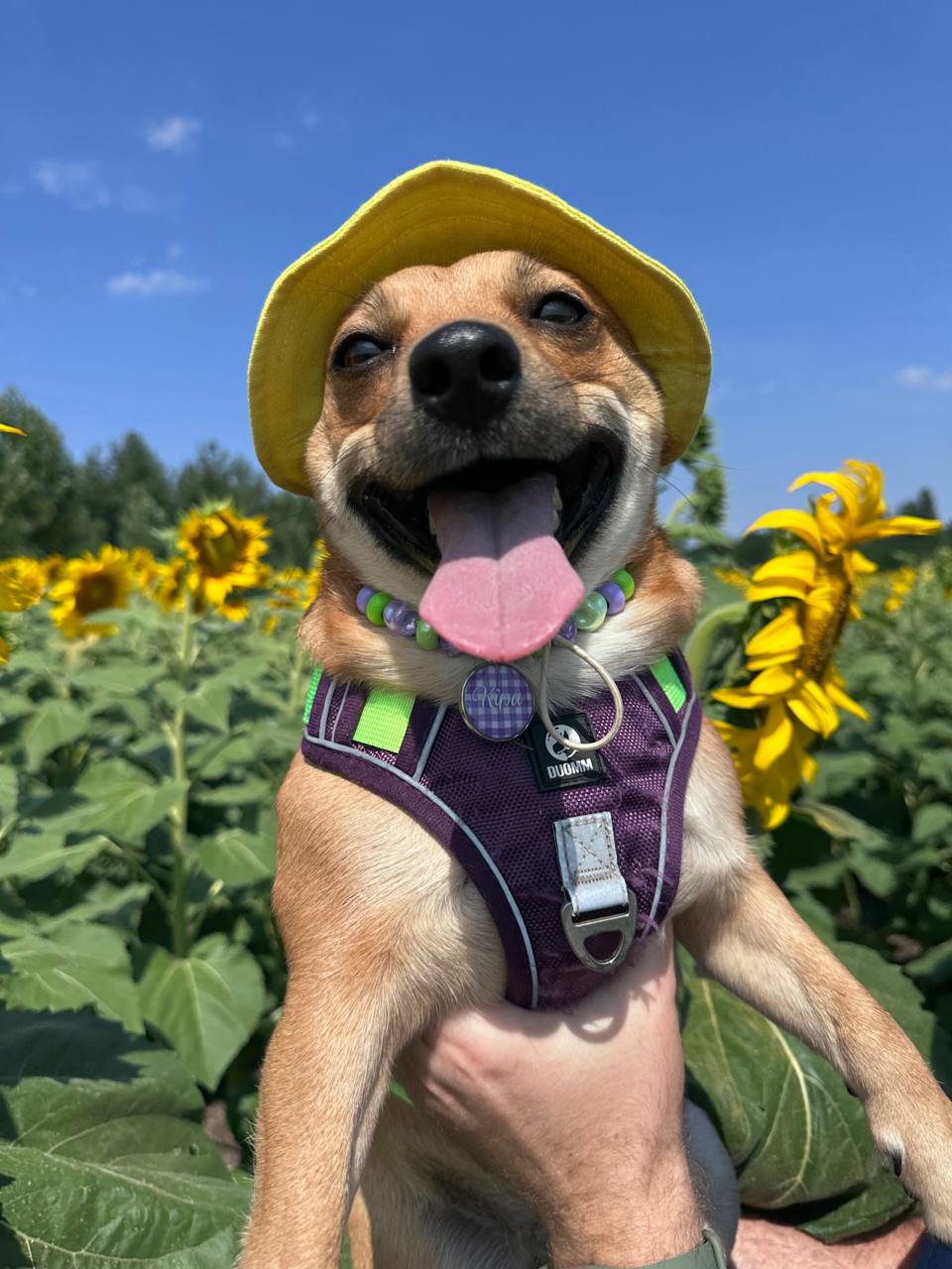 Панама для собак из льна HatDog, желтая Панама для собак из льна HatDog, желтая