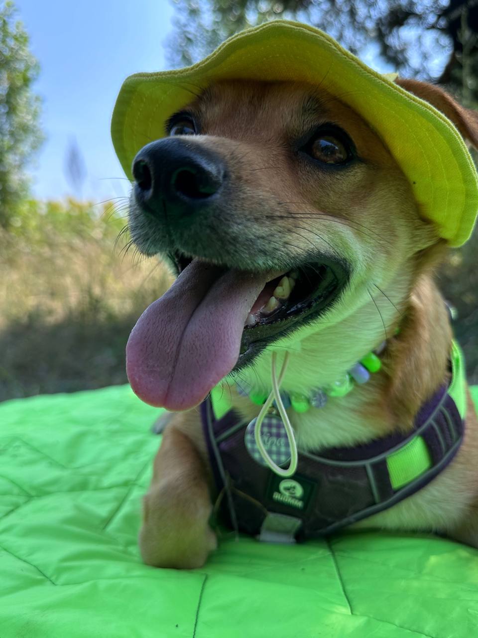 Панама для собак из льна HatDog, желтая Панама для собак из льна HatDog, желтая