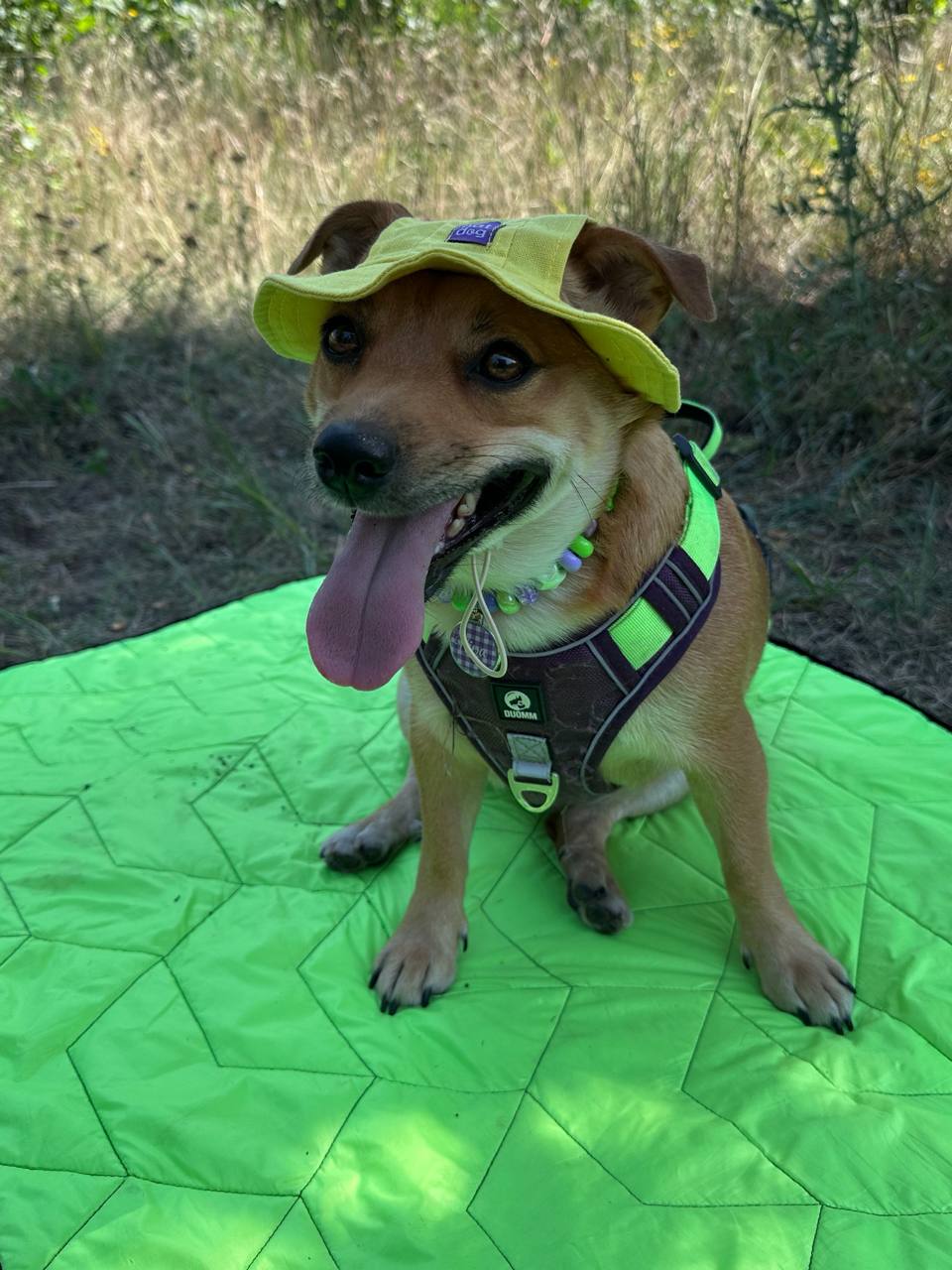 Панама для собак из льна HatDog, желтая Панама для собак из льна HatDog, желтая