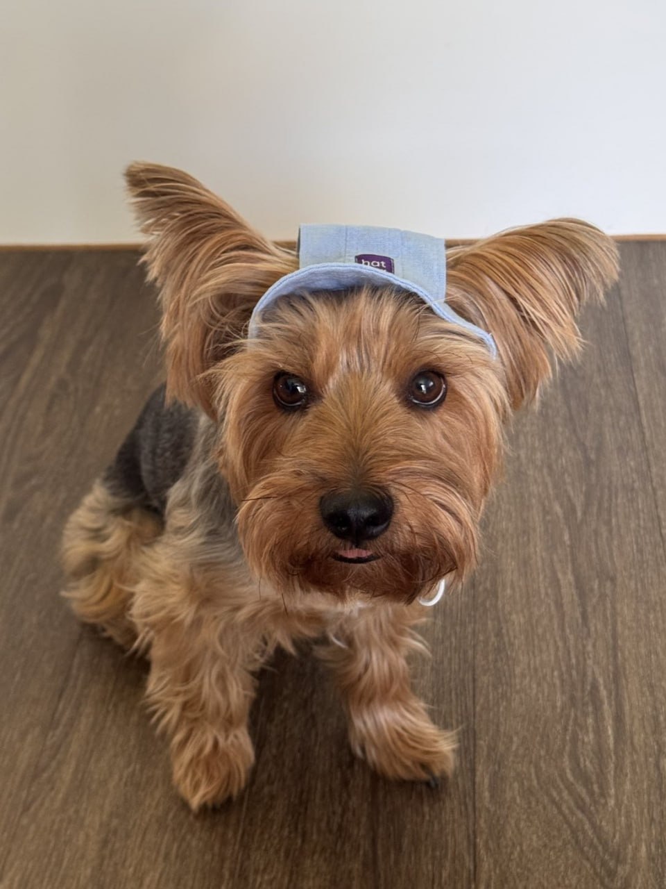 Панама для собак из льна HatDog, нежно-голубая Панама для собак из льна HatDog, нежно-голубая