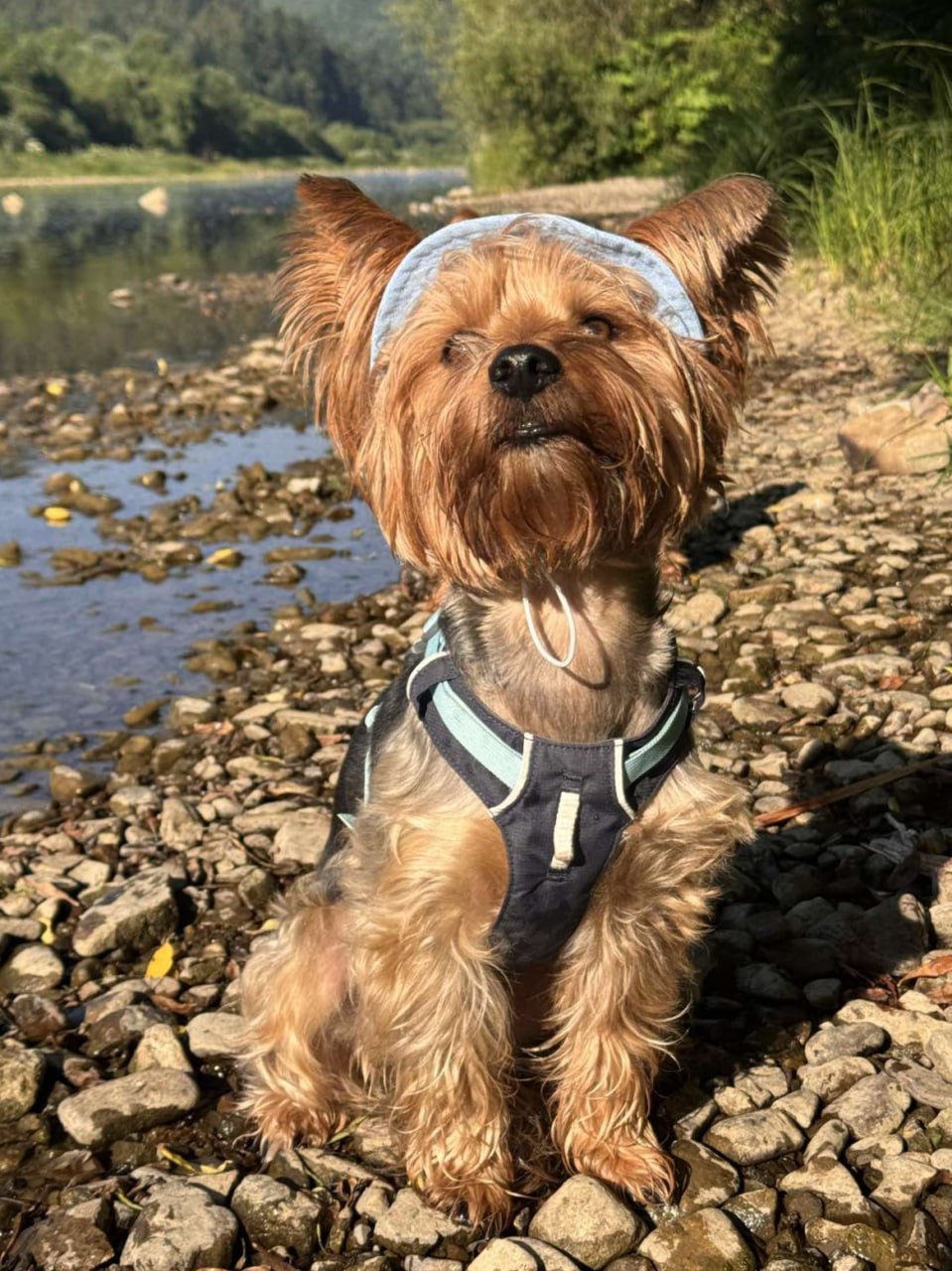 Панама для собак из льна HatDog, нежно-голубая Панама для собак из льна HatDog, нежно-голубая
