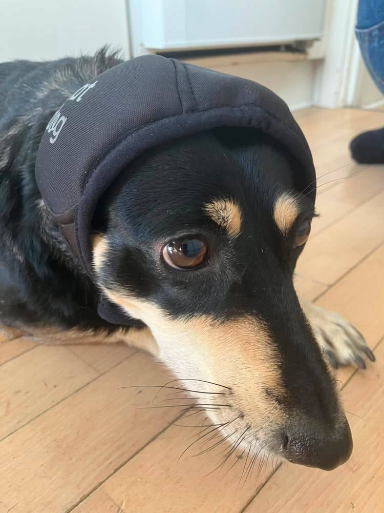 Шлем звукоизоляционный для собак HatDog Шлем звукоизоляционный для собак HatDog