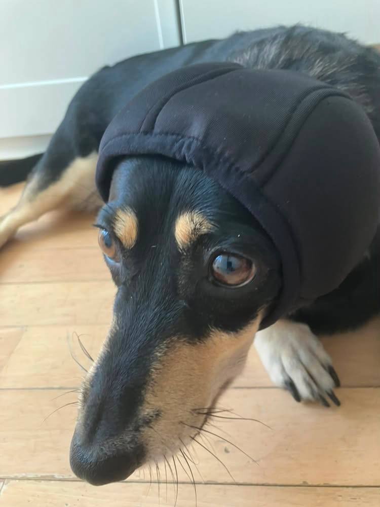Шлем звукоизоляционный для собак HatDog Шлем звукоизоляционный для собак HatDog