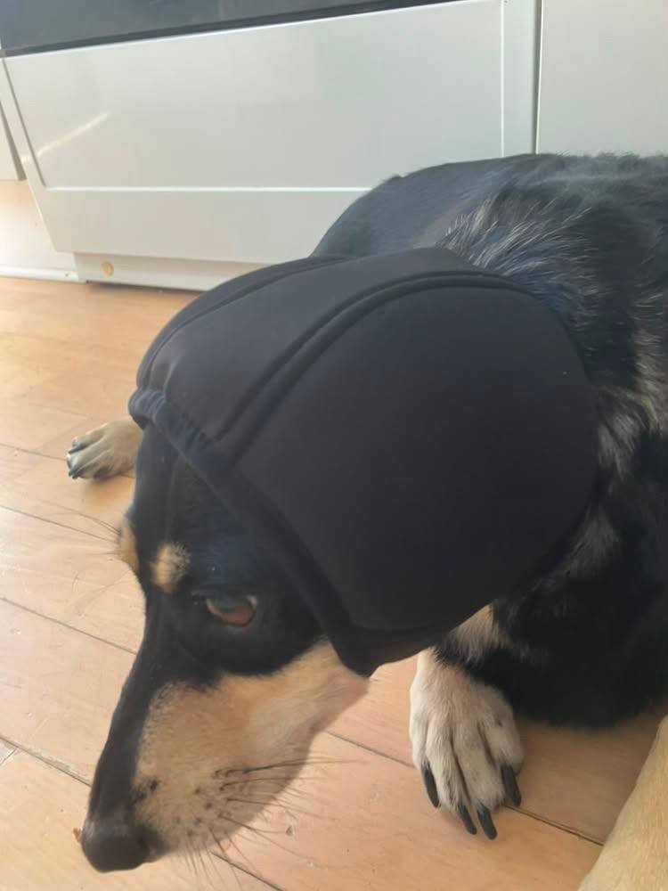 Шлем звукоизоляционный для собак HatDog Шлем звукоизоляционный для собак HatDog