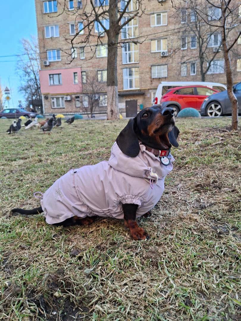 Ветровка на флисе для такс HatDog, лиловая Ветровка на флисе для такс HatDog, лиловая