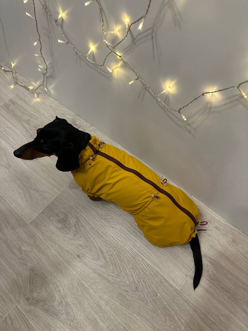 Ветровка на флисе для такс HatDog, куркума Ветровка на флисе для такс HatDog, куркума