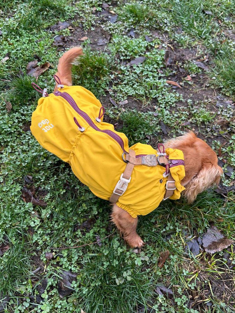 Ветровка на флисе для такс HatDog, куркума Ветровка на флисе для такс HatDog, куркума