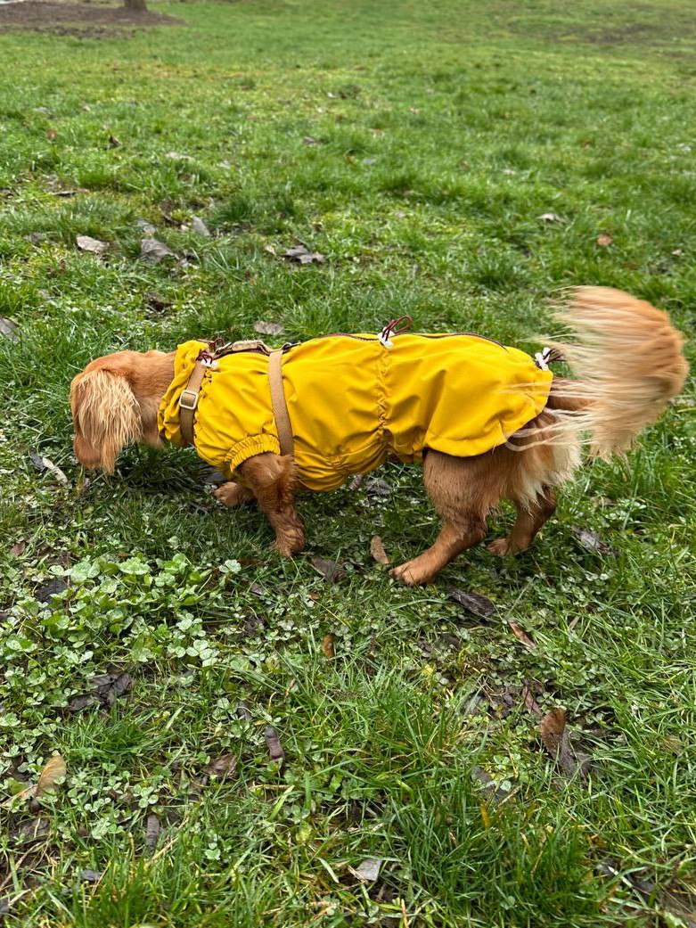 Ветровка на флисе для такс HatDog, куркума Ветровка на флисе для такс HatDog, куркума