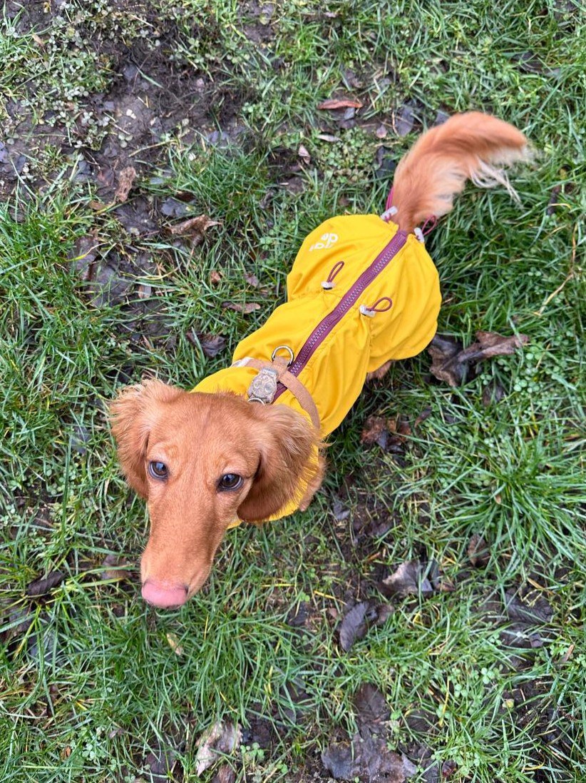 Ветровка на флисе для такс HatDog, куркума Ветровка на флисе для такс HatDog, куркума