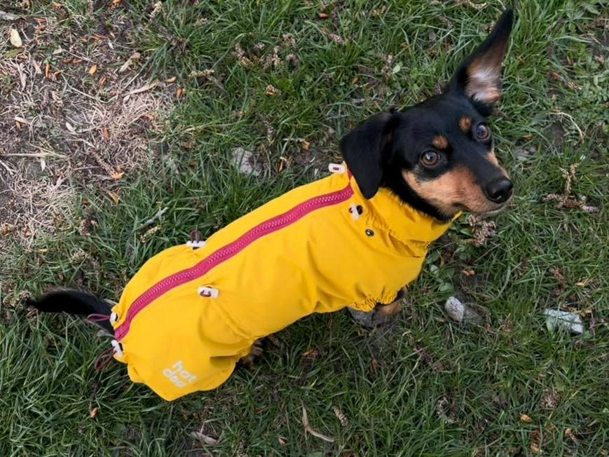 Ветровка на флисе для такс HatDog, куркума Ветровка на флисе для такс HatDog, куркума