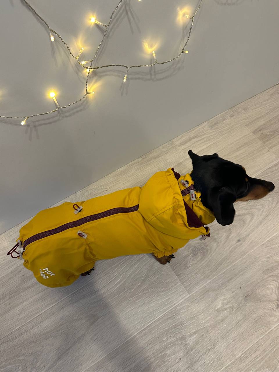 Ветровка на флисе для такс HatDog, куркума Ветровка на флисе для такс HatDog, куркума