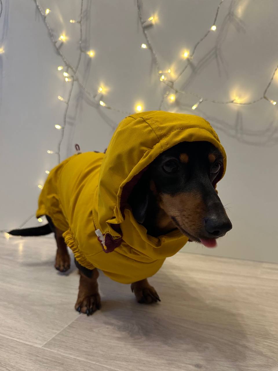 Ветровка на флисе для такс HatDog, куркума Ветровка на флисе для такс HatDog, куркума