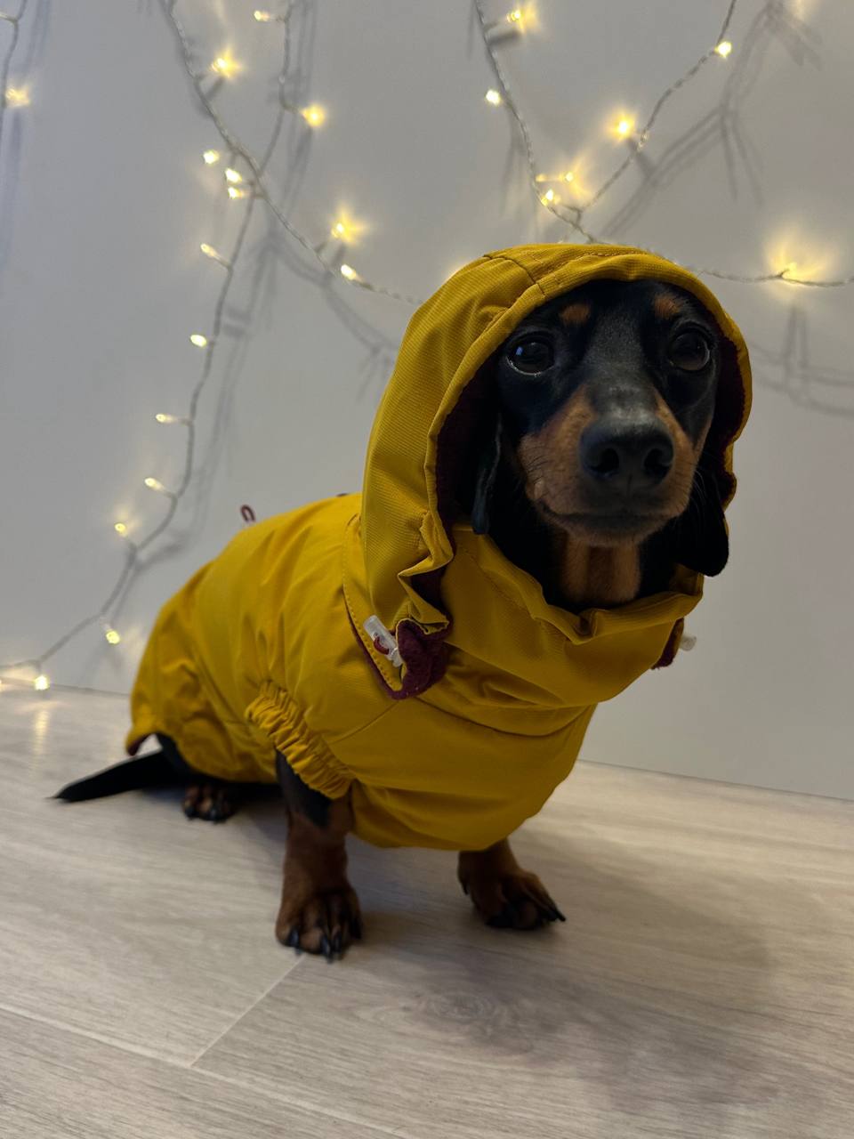 Ветровка на флисе для такс HatDog, куркума Ветровка на флисе для такс HatDog, куркума