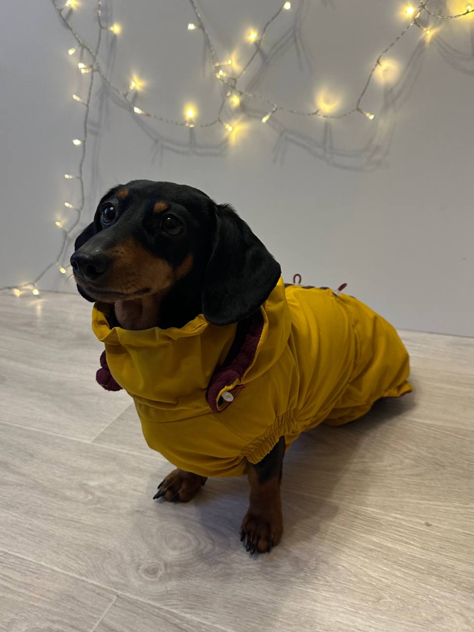 Ветровка на флисе для такс HatDog, куркума Ветровка на флисе для такс HatDog, куркума