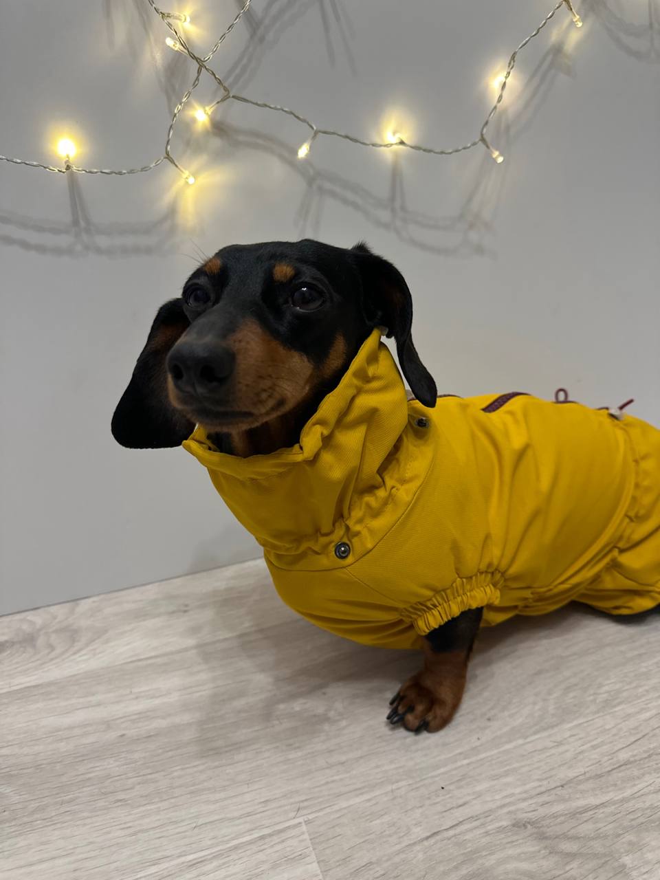 Ветровка на флисе для такс HatDog, куркума Ветровка на флисе для такс HatDog, куркума