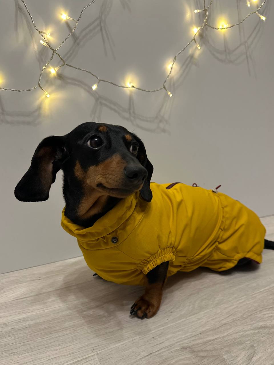 Ветровка на флисе для такс HatDog, куркума Ветровка на флисе для такс HatDog, куркума